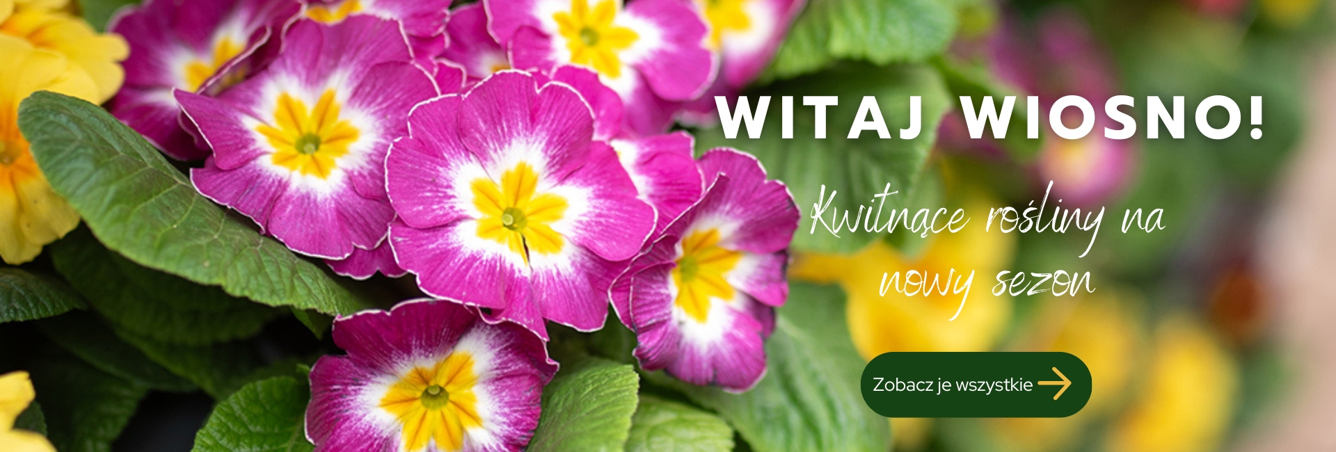 Wiosenne Tomaszewski